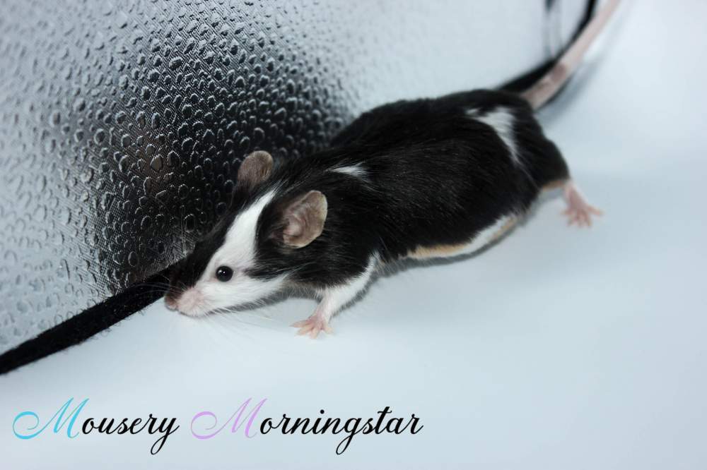Fancy mouse Retired Mus musculus 