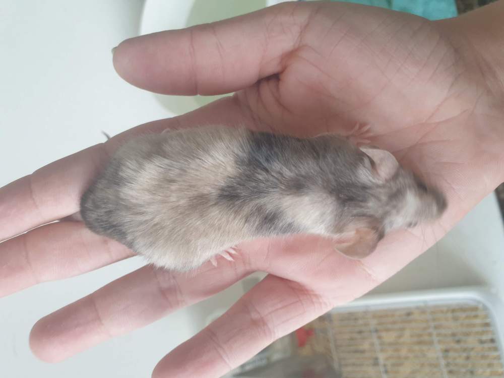 Fancy mouse Pet only Mus musculus 
