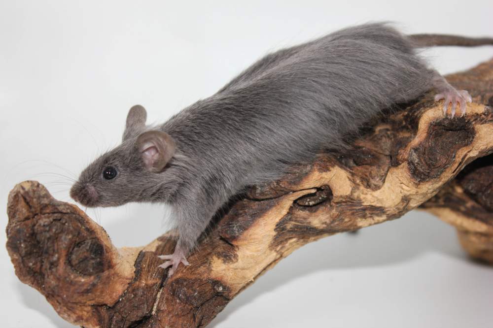 Fancy mouse Breeder Mus musculus 