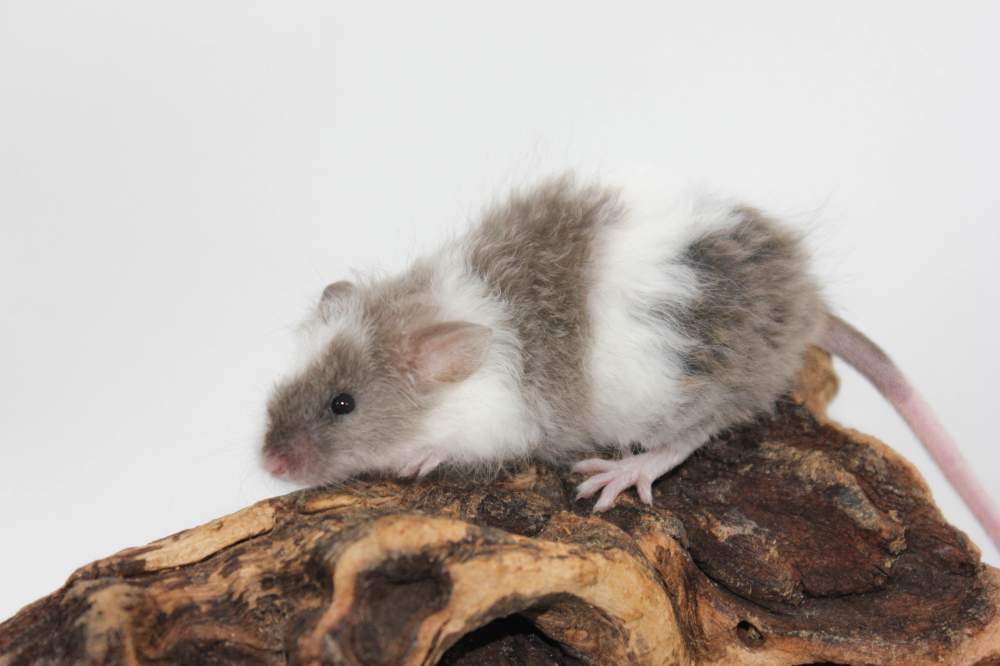 Fancy mouse Breeder Mus musculus 