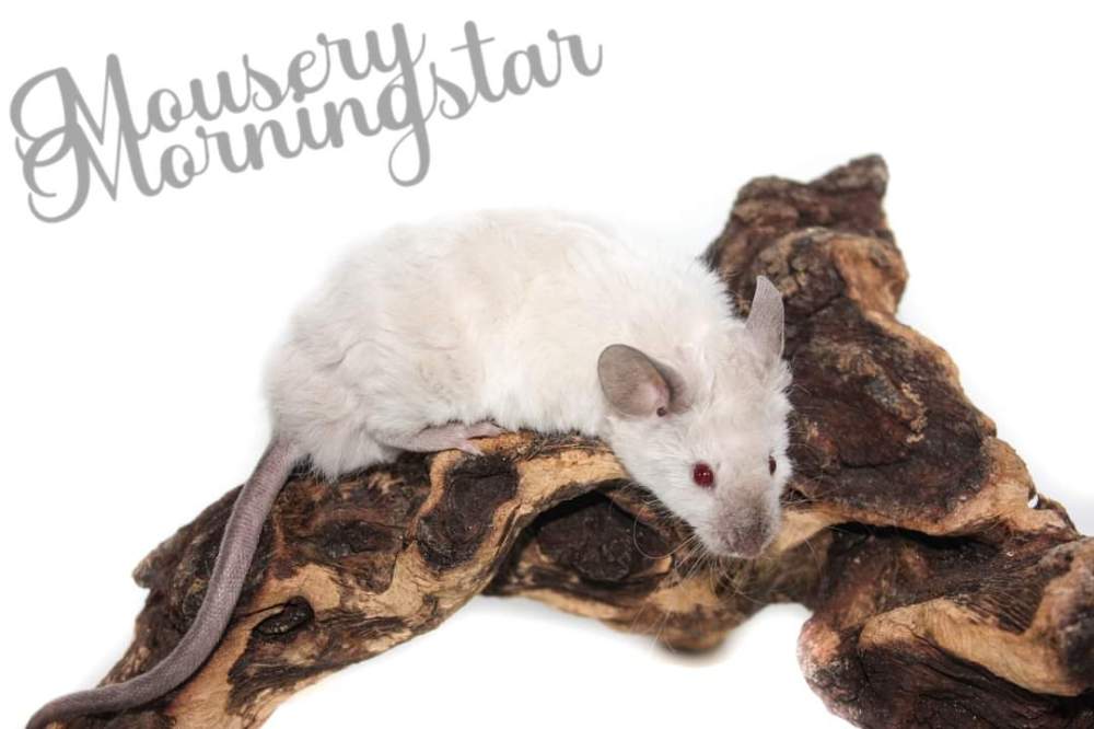 Fancy mouse Deceased Mus musculus 