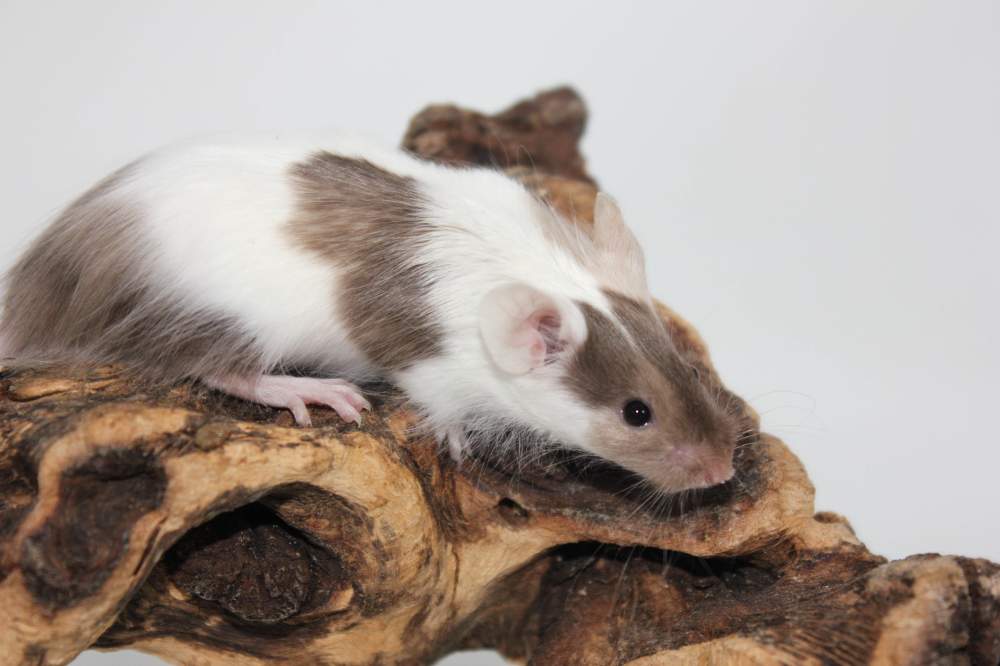 Fancy mouse Breeder Mus musculus 