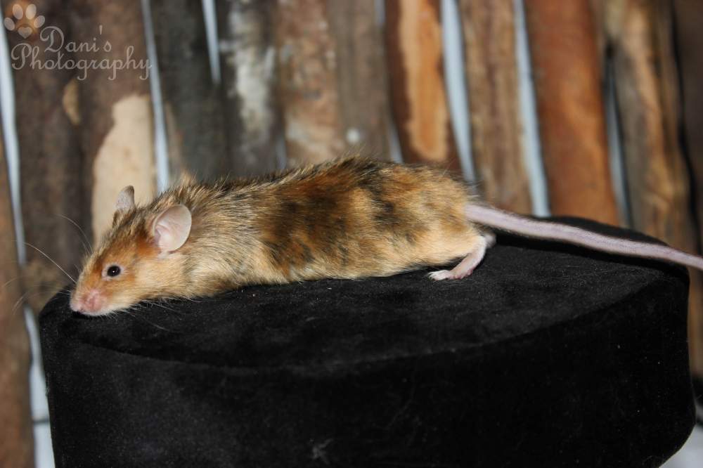 Fancy mouse Retired Mus musculus 