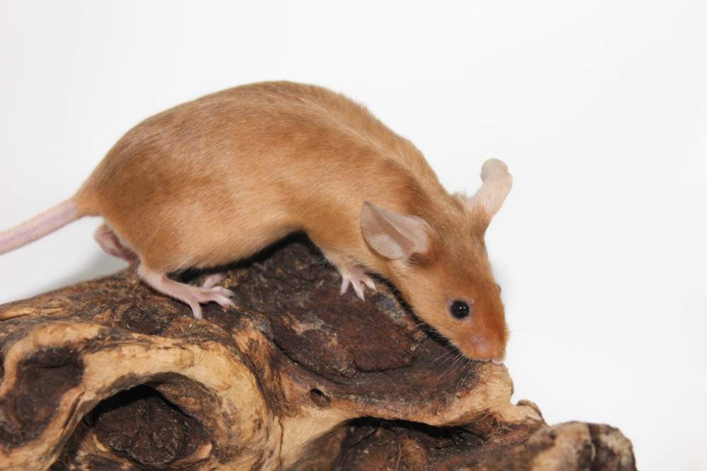 Fancy mouse Breeder Mus musculus 
