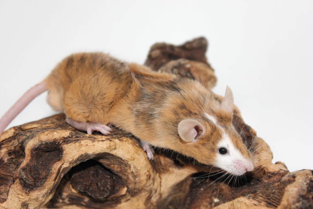 Fancy mouse Pet only Mus musculus 
