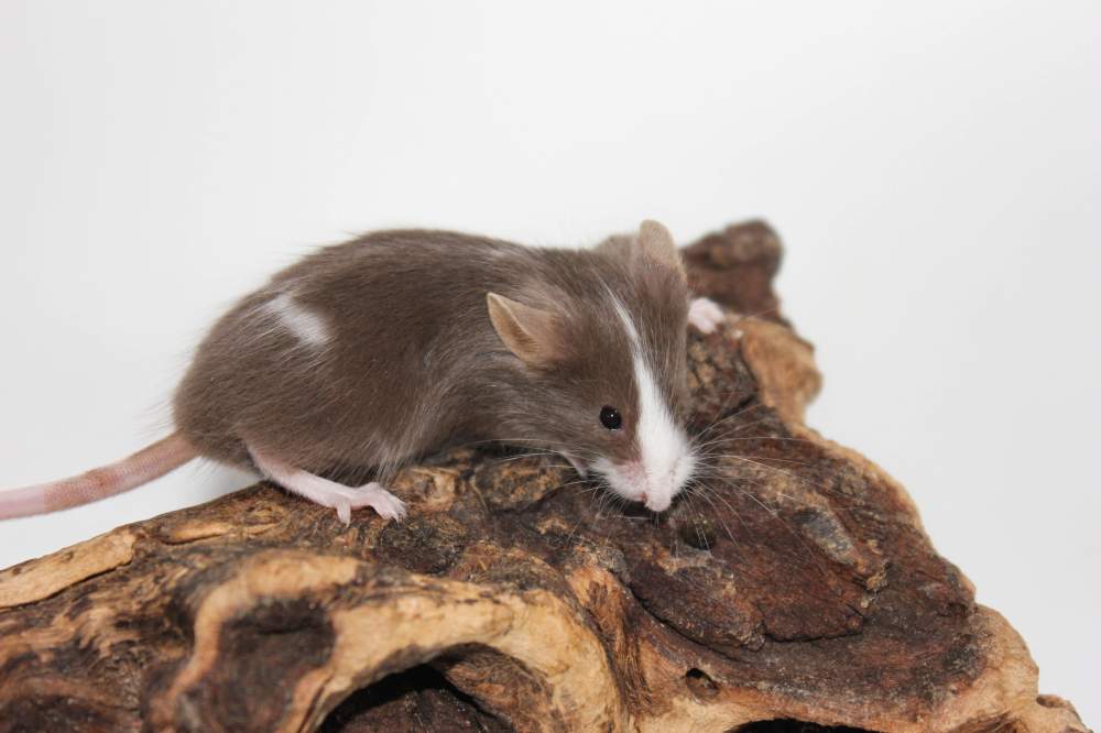 Fancy mouse Available for rehoming Mus musculus 