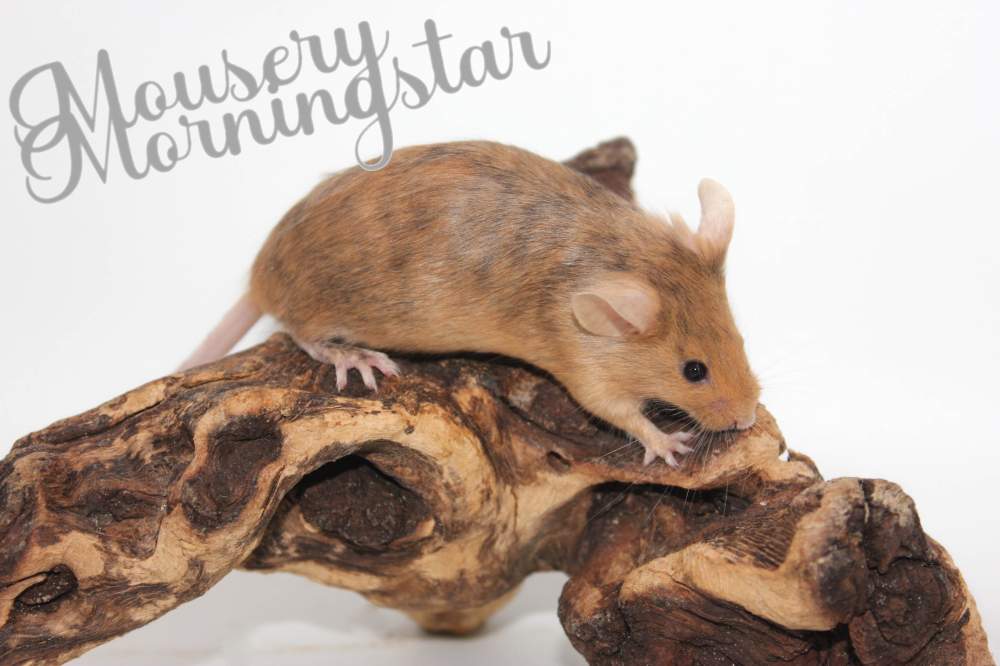 Fancy mouse Rehomed Mus musculus 