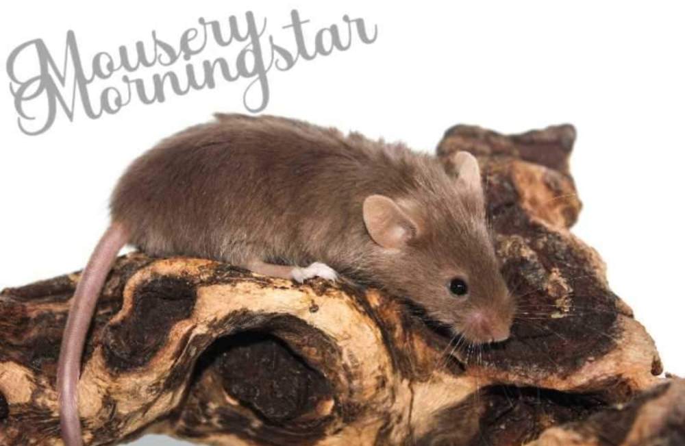 Fancy mouse Retired Mus musculus 