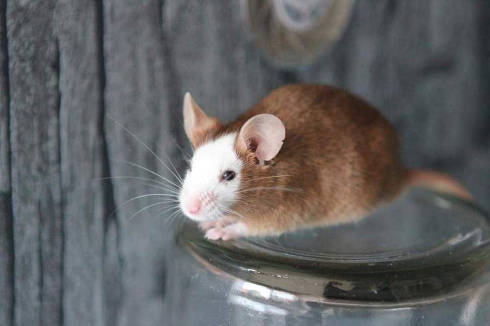 Fancy mouse Retired Mus musculus 
