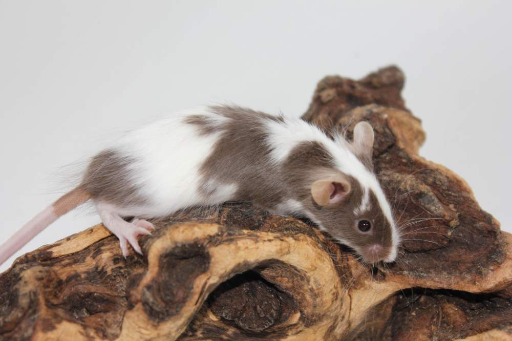 Fancy mouse Breeder Mus musculus 