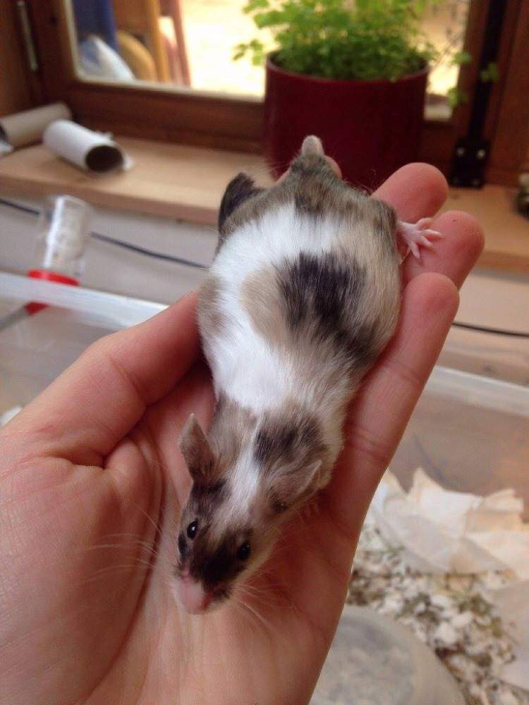 Fancy mouse Retired Mus musculus 