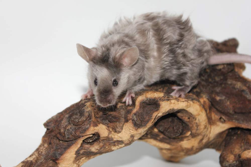 Fancy mouse Breeder Mus musculus 
