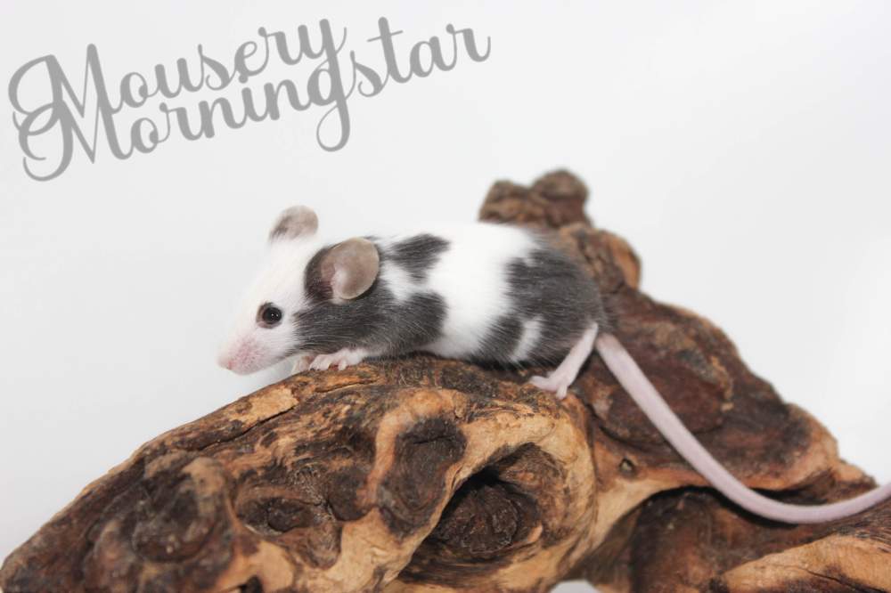 Fancy mouse Rehomed Mus musculus 