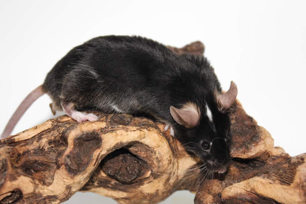 Fancy mouse Retired Mus musculus 