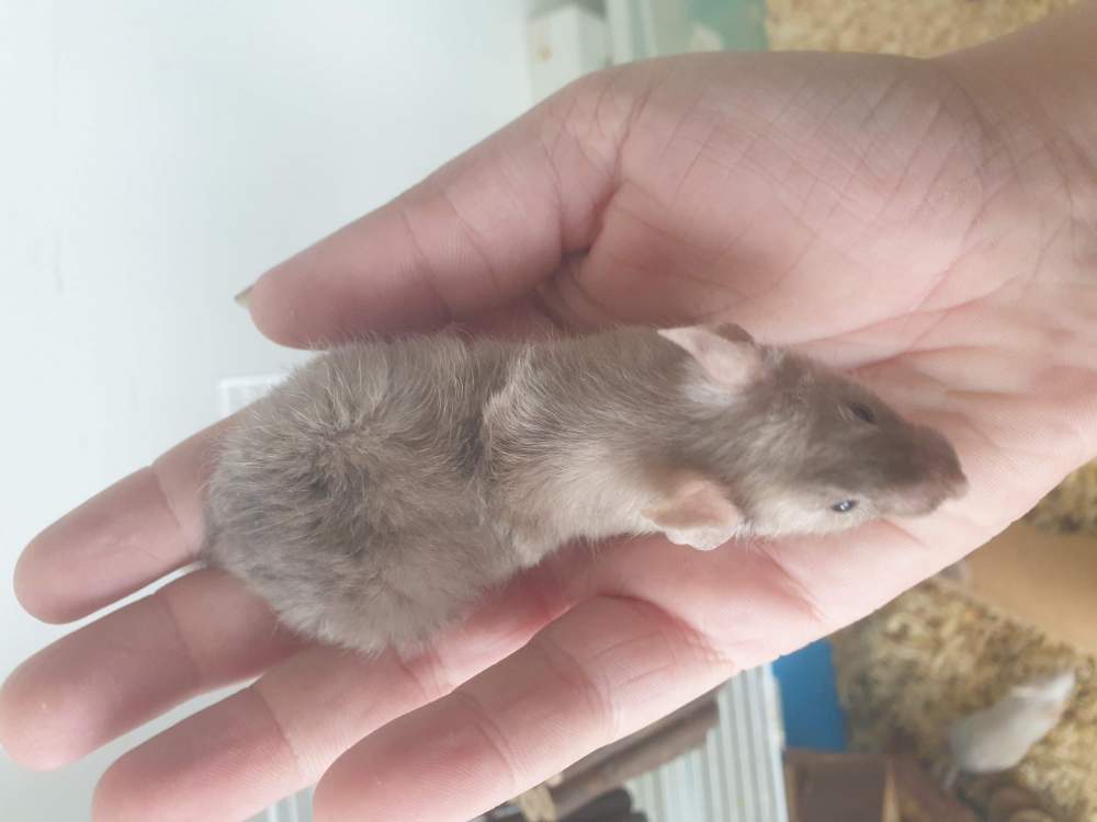 Fancy mouse Pet only Mus musculus 