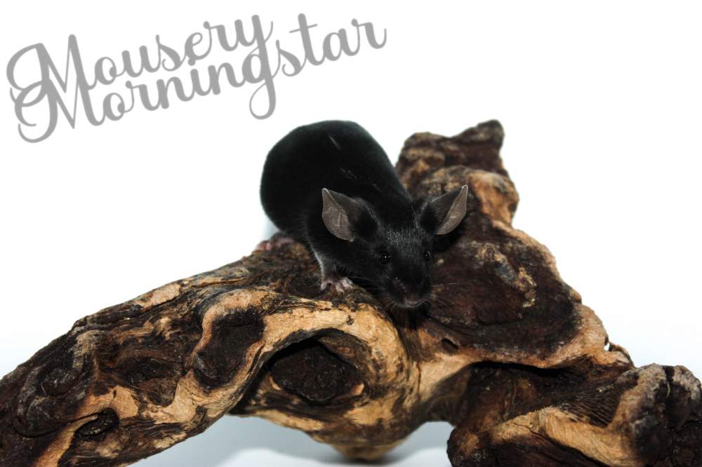 Fancy mouse Retired Mus musculus 