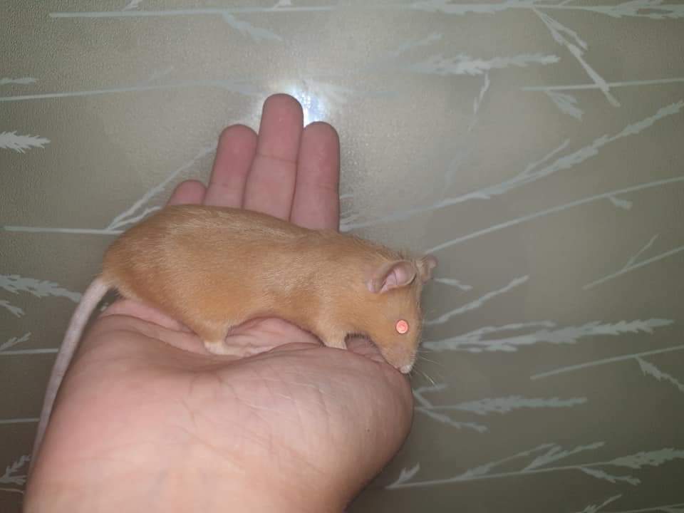 Fancy mouse Retired Mus musculus 