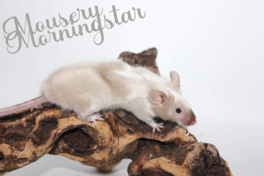 Fancy mouse Pet only Mus musculus 