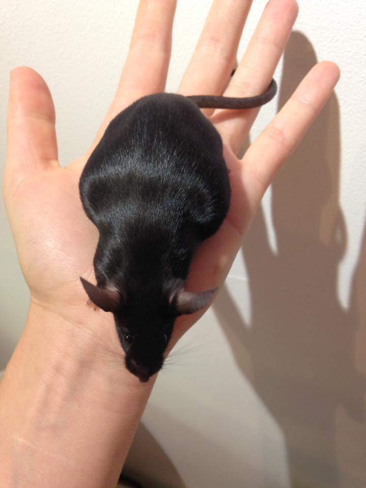 Fancy mouse Retired Mus musculus 