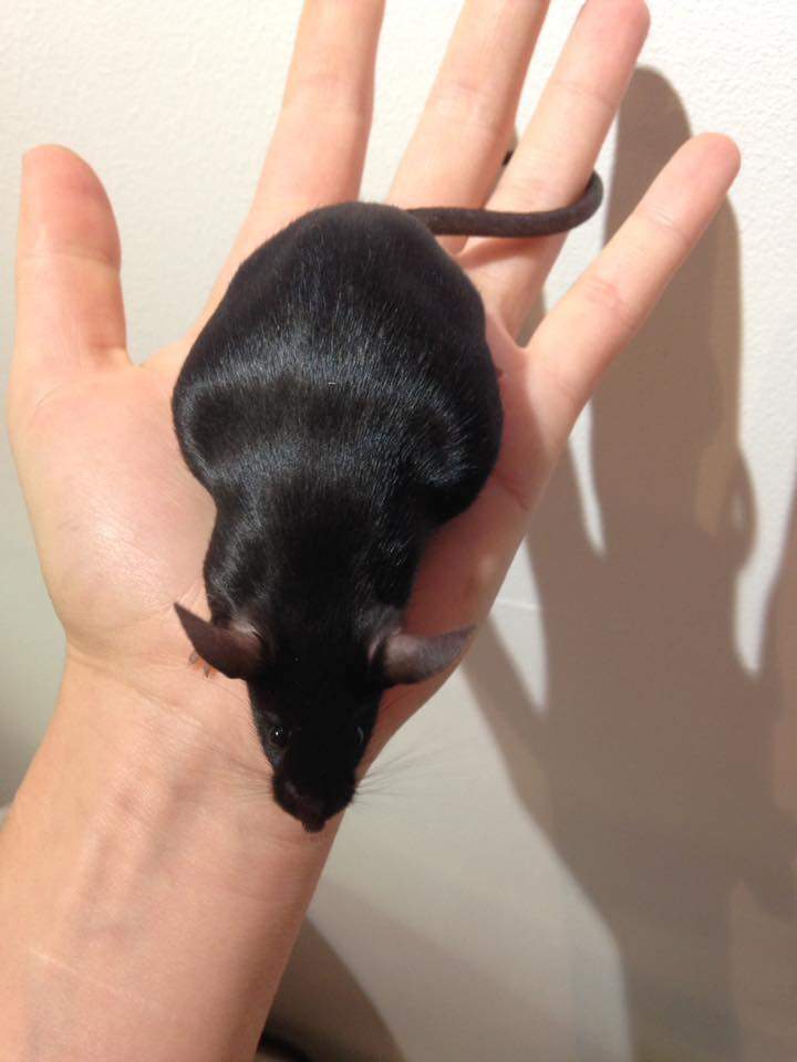 Fancy mouse Owned by other Mus musculus 