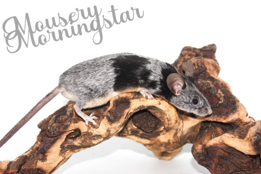 Fancy mouse Breeder Mus musculus 