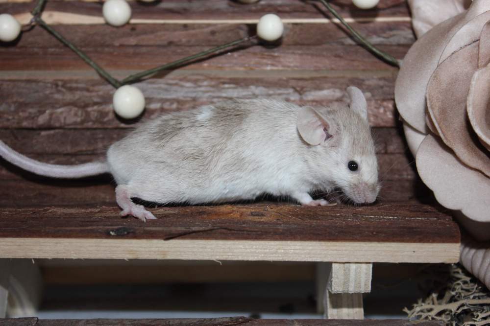 Fancy mouse Pet only Mus musculus 