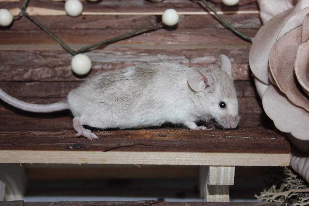 Fancy mouse Breeder Mus musculus 