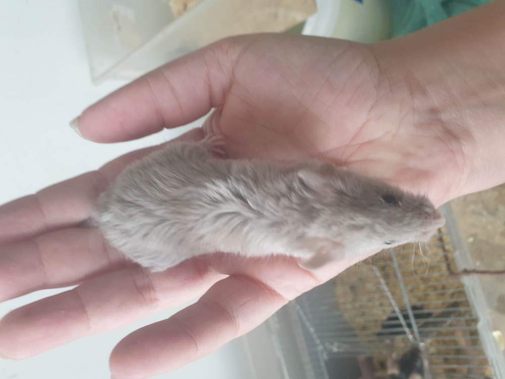 Fancy mouse Retired Mus musculus 