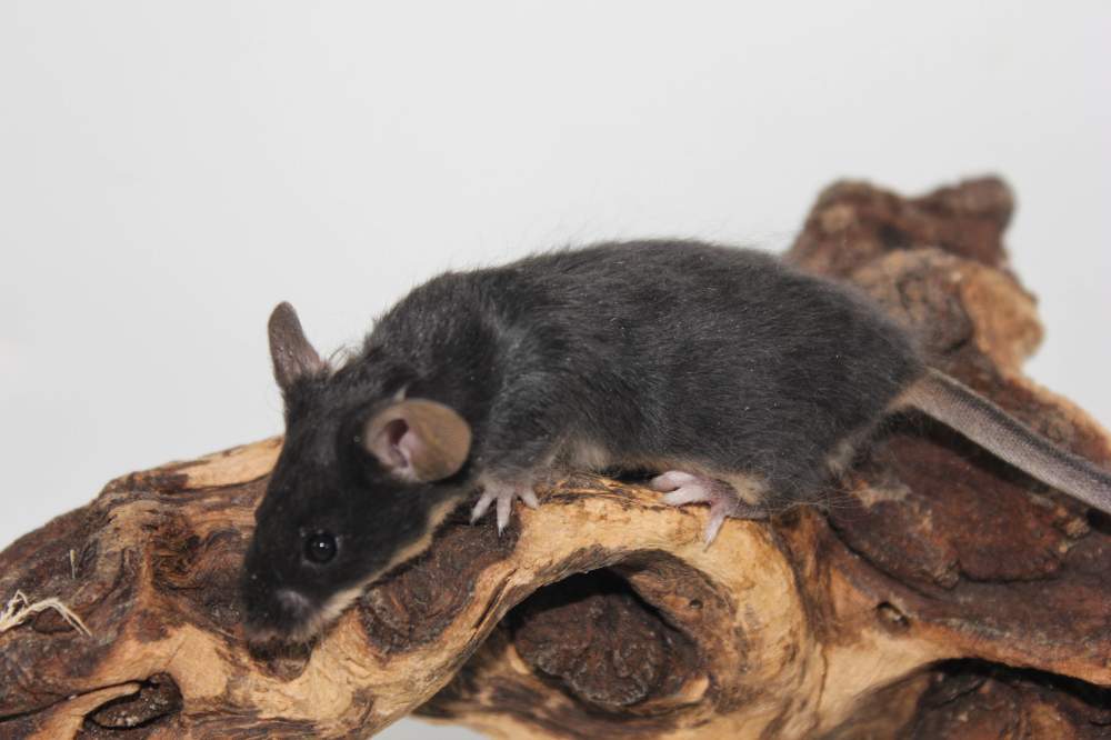 Fancy mouse Pet only Mus musculus 
