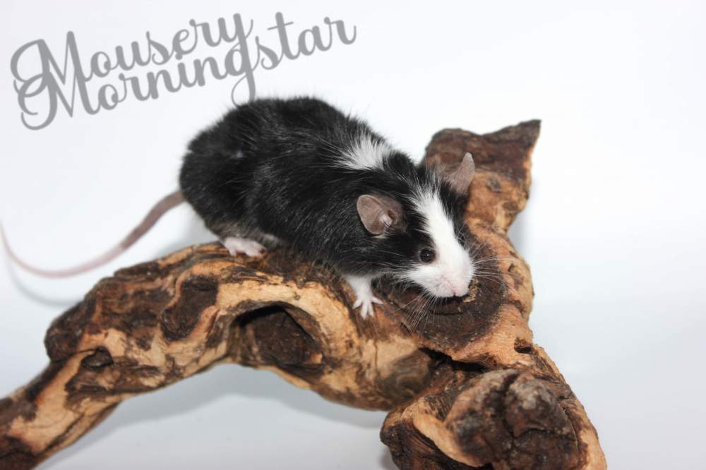 Fancy mouse Retired Mus musculus 