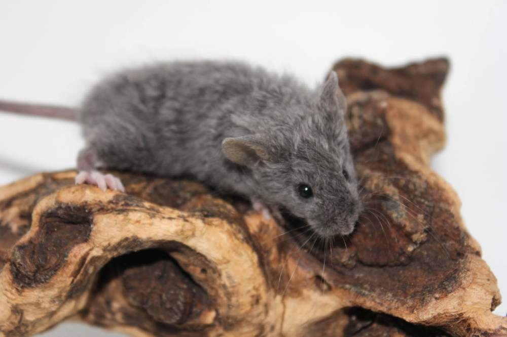 Fancy mouse Breeder Mus musculus 