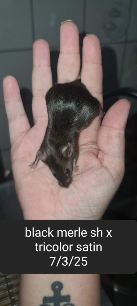 Fancy mouse Available for rehoming Mus musculus 