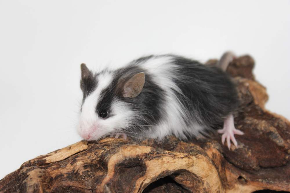 Fancy mouse Breeder Mus musculus 
