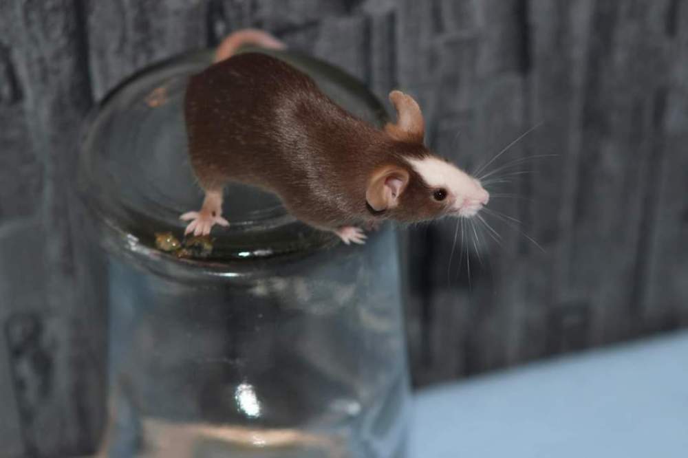 Fancy mouse Retired Mus musculus 