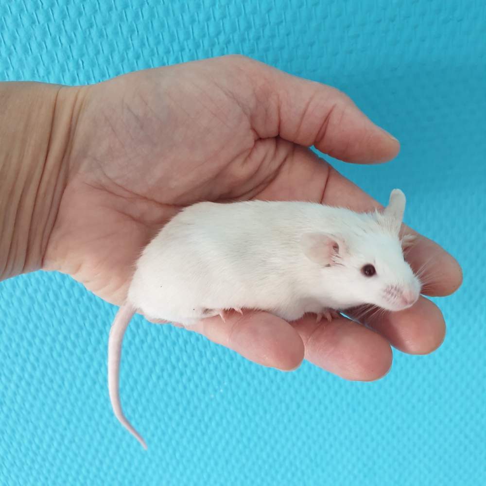 Fancy mouse Retired Mus musculus 