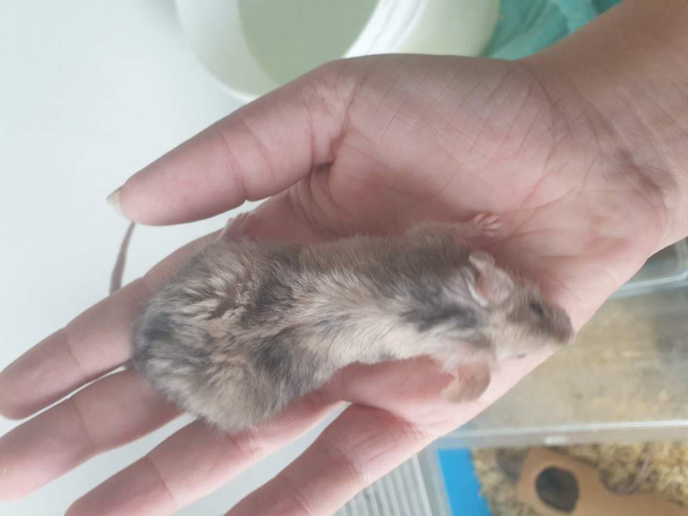 Fancy mouse Pet only Mus musculus 