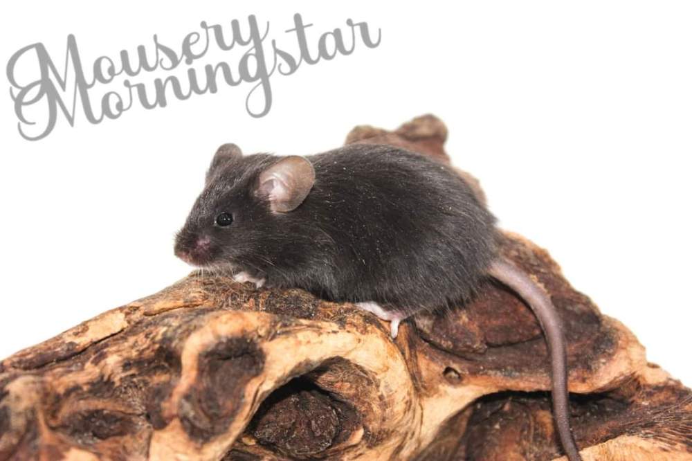Fancy mouse Retired Mus musculus 