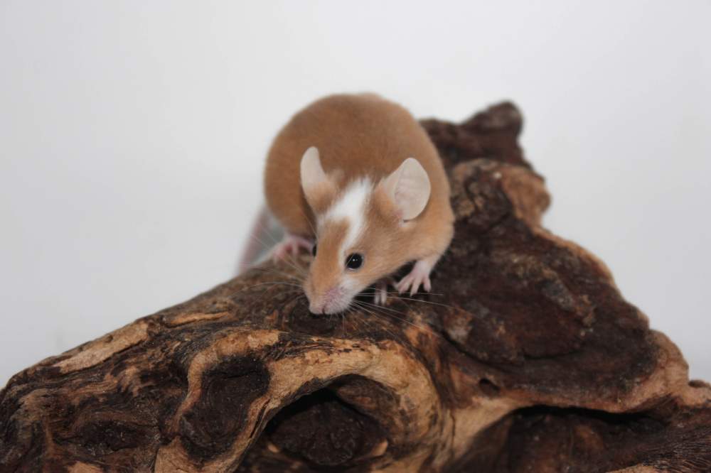 Fancy mouse Rehomed Mus musculus 
