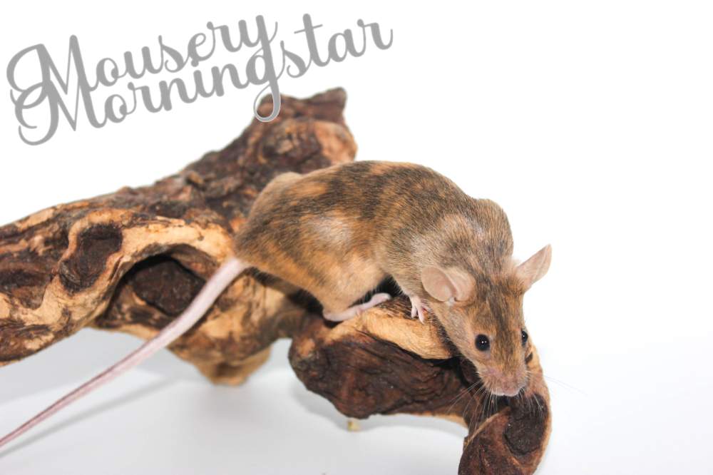 Fancy mouse Pet only Mus musculus 