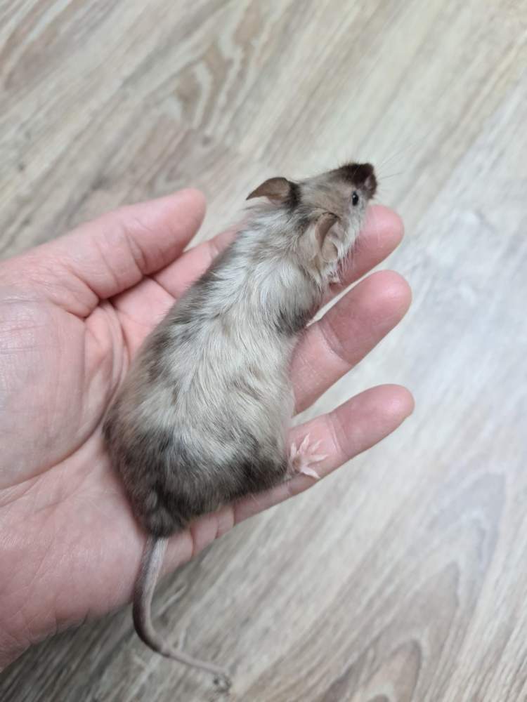 Fancy mouse Retired Mus musculus 