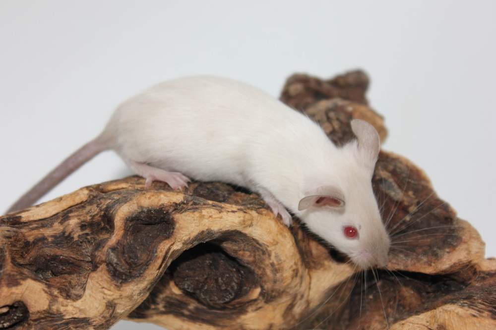 Fancy mouse Breeder Mus musculus 