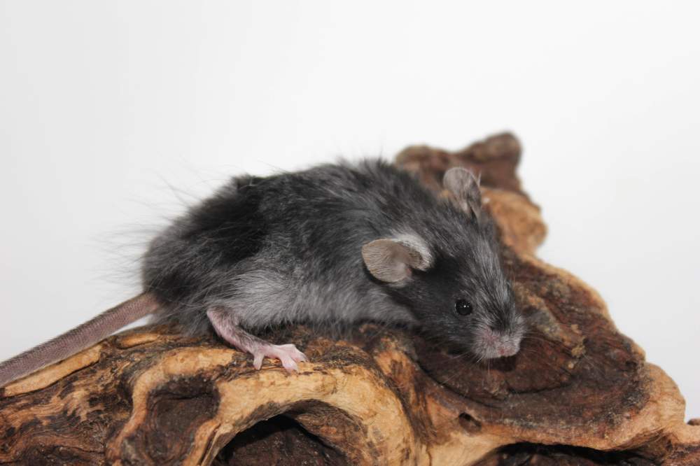 Fancy mouse Breeder Mus musculus 