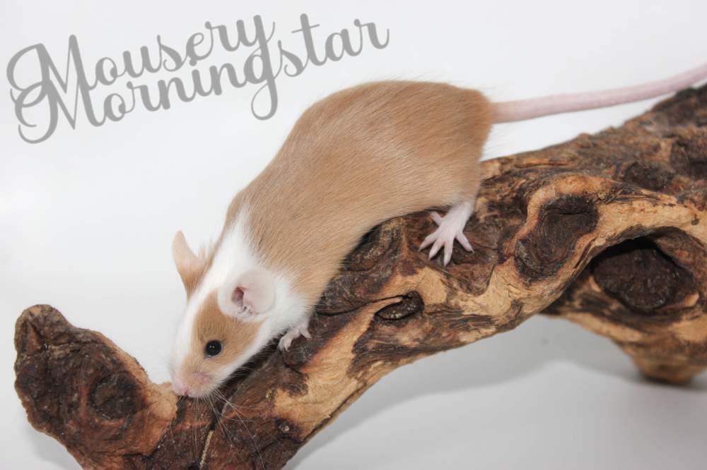 Fancy mouse Rehomed Mus musculus 