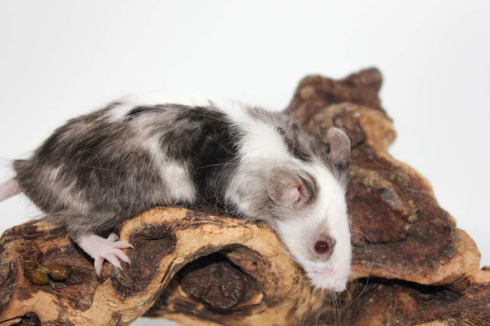 Fancy mouse Breeder Mus musculus 