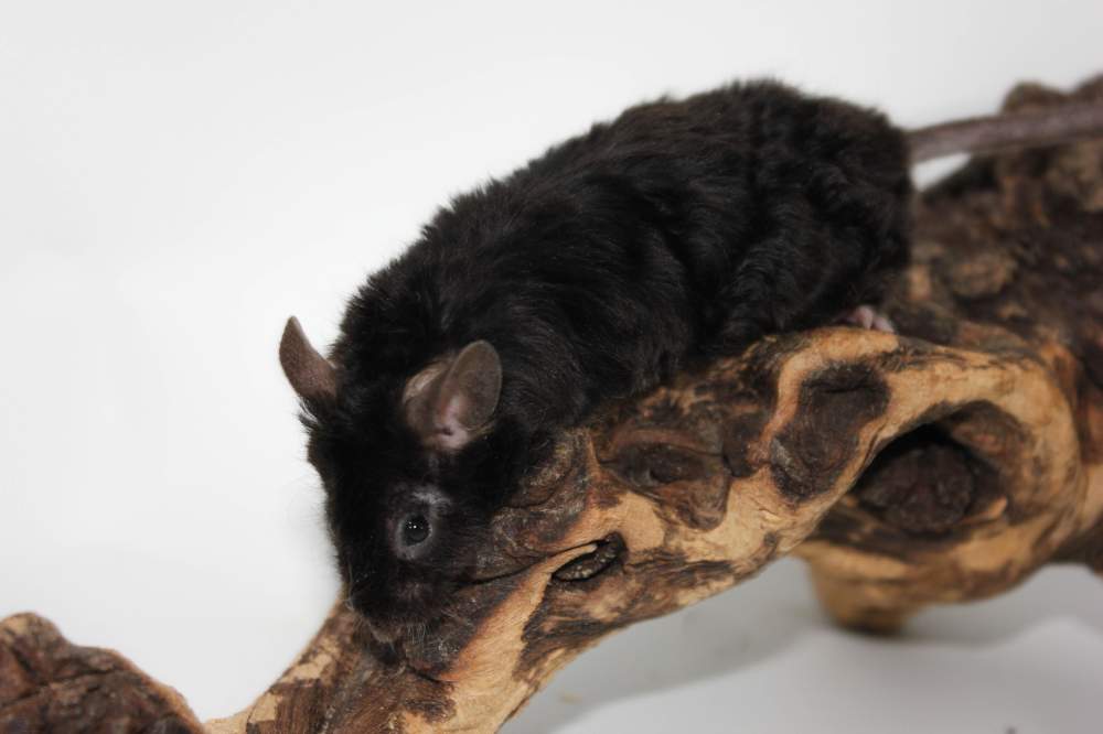 Fancy mouse Breeder Mus musculus 
