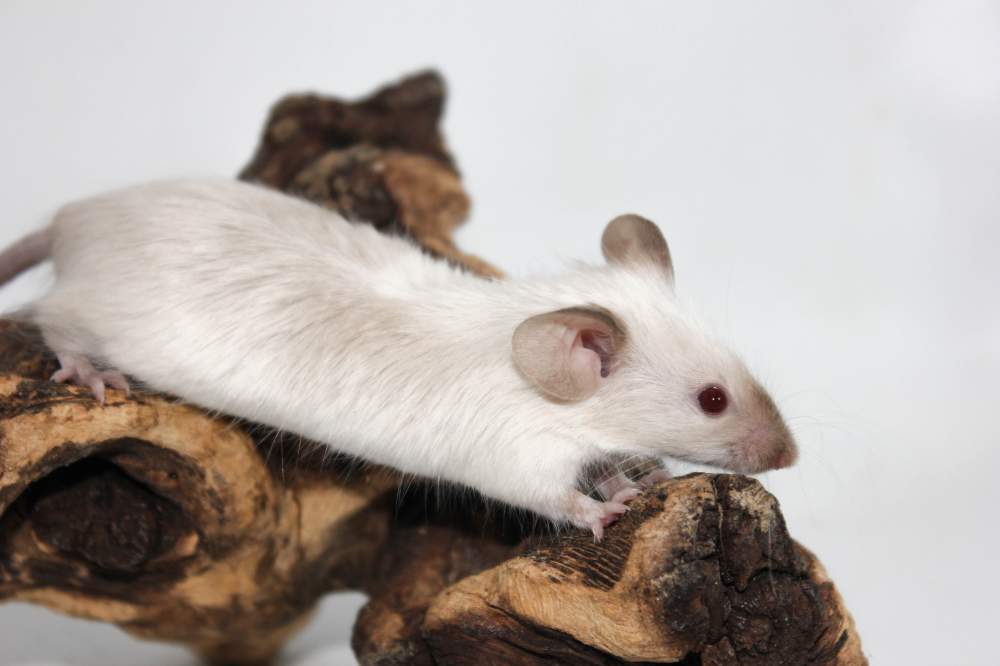 Fancy mouse Breeder Mus musculus 