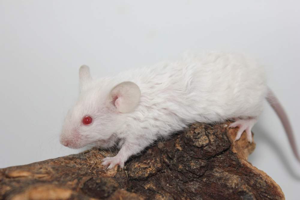 Fancy mouse Breeder Mus musculus 
