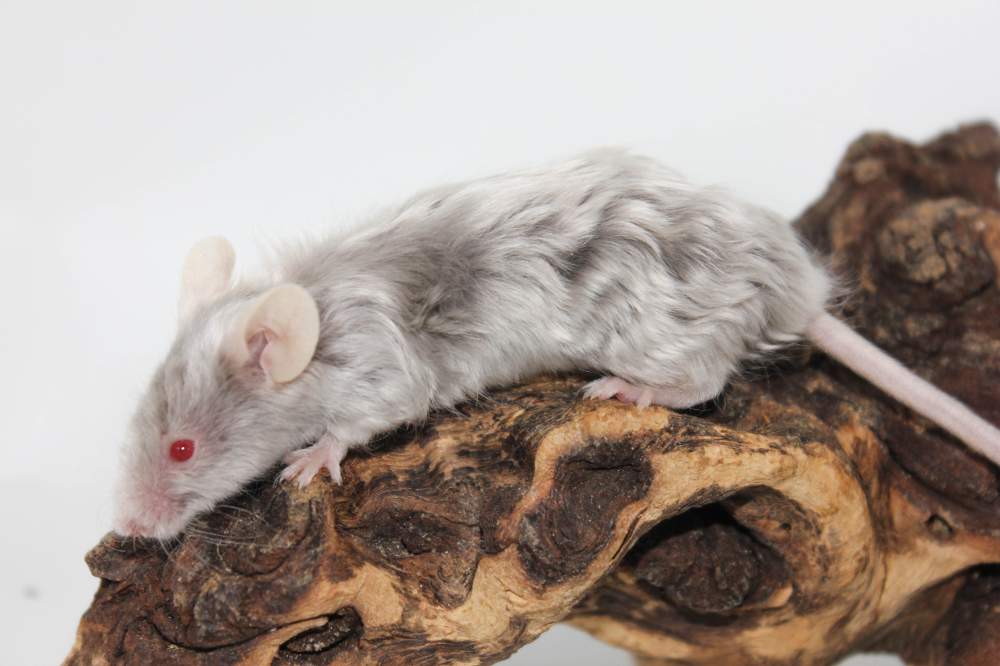 Fancy mouse Free Mus musculus 