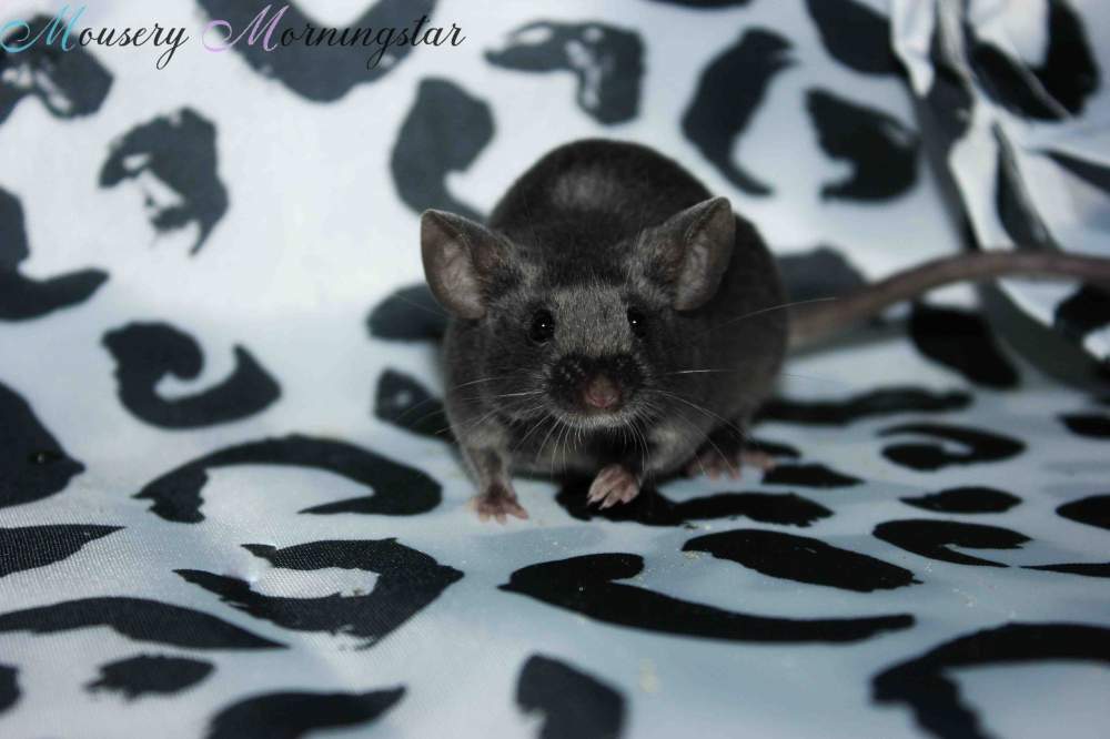Fancy mouse Retired Mus musculus 