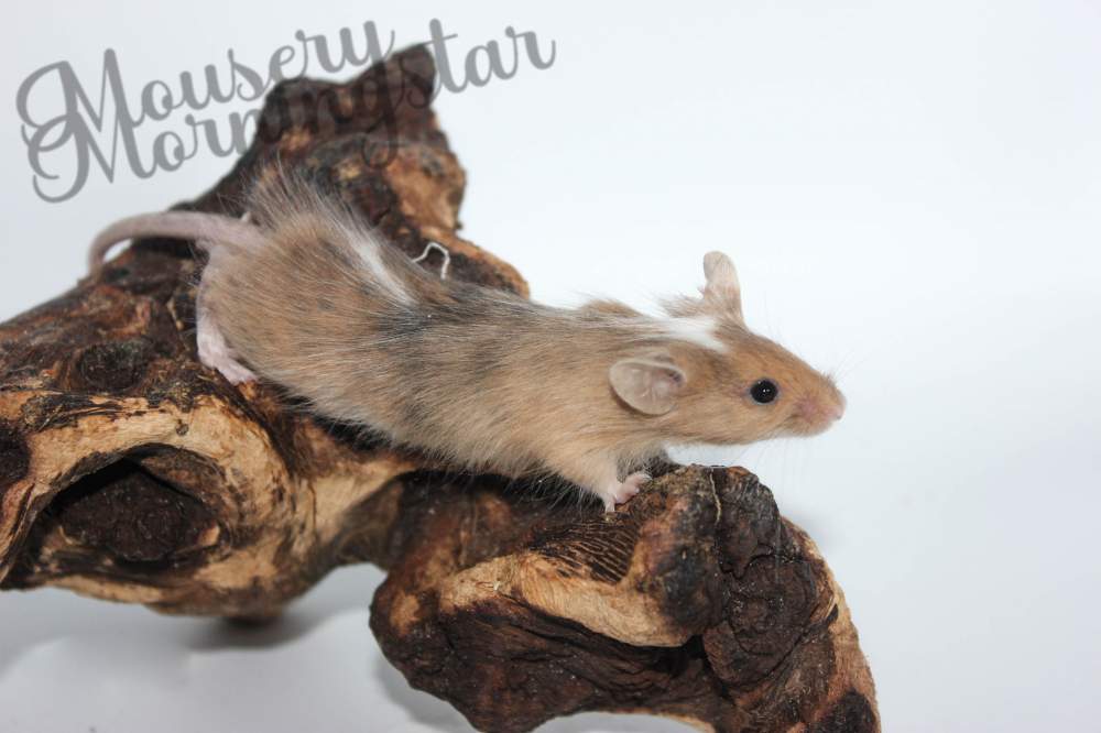 Fancy mouse Free Mus musculus 